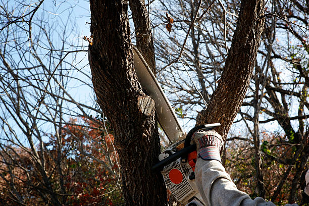 Best Fruit Tree Pruning  in Spanish Lake, MO